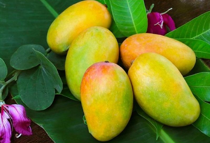 Xoài Cam Lâm chín vàng